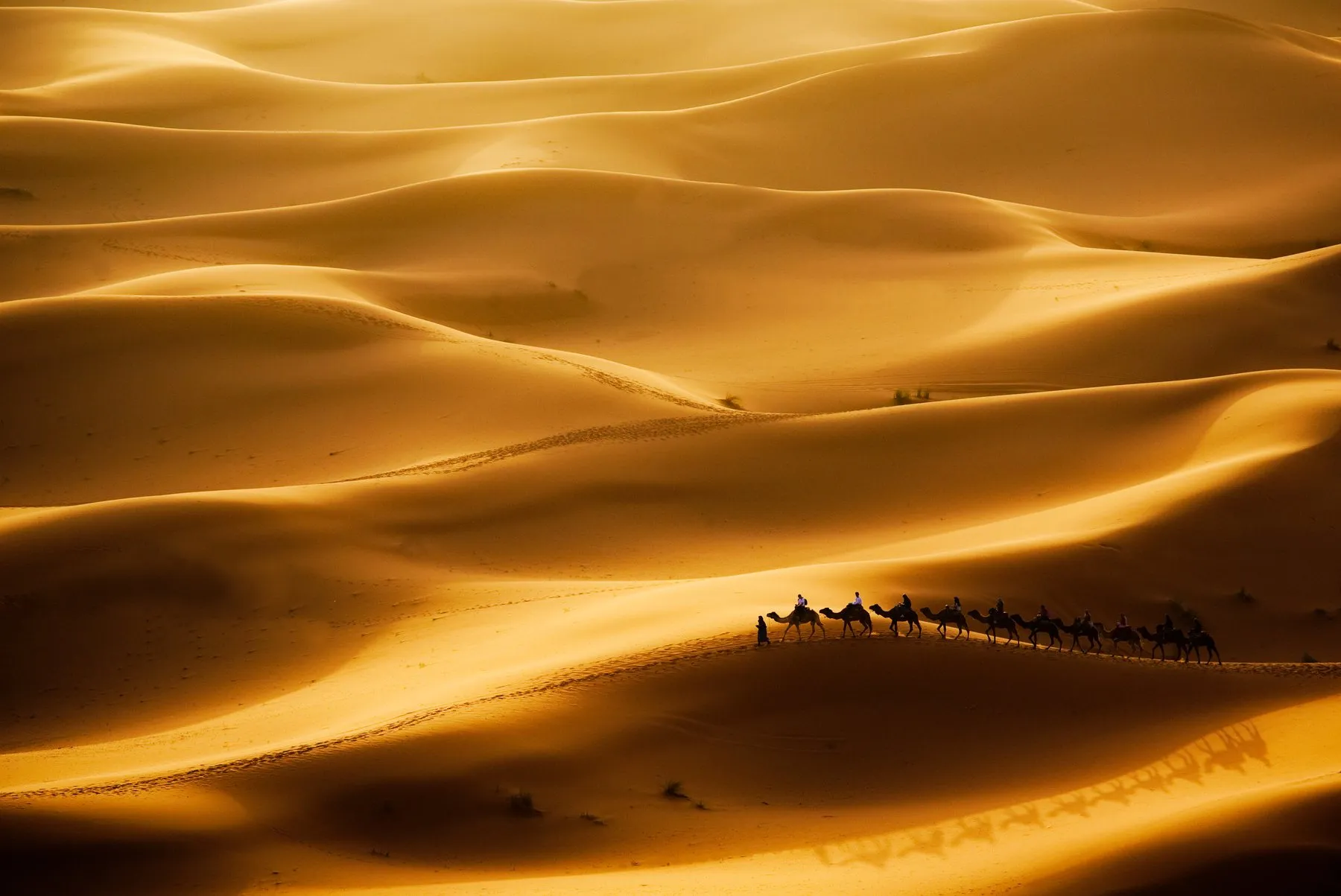 Sahara
