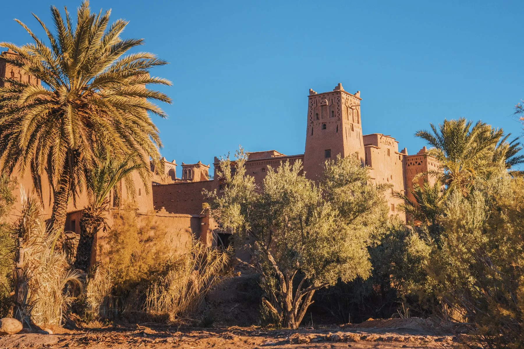 Kasbah & palms, Southern Morocco
