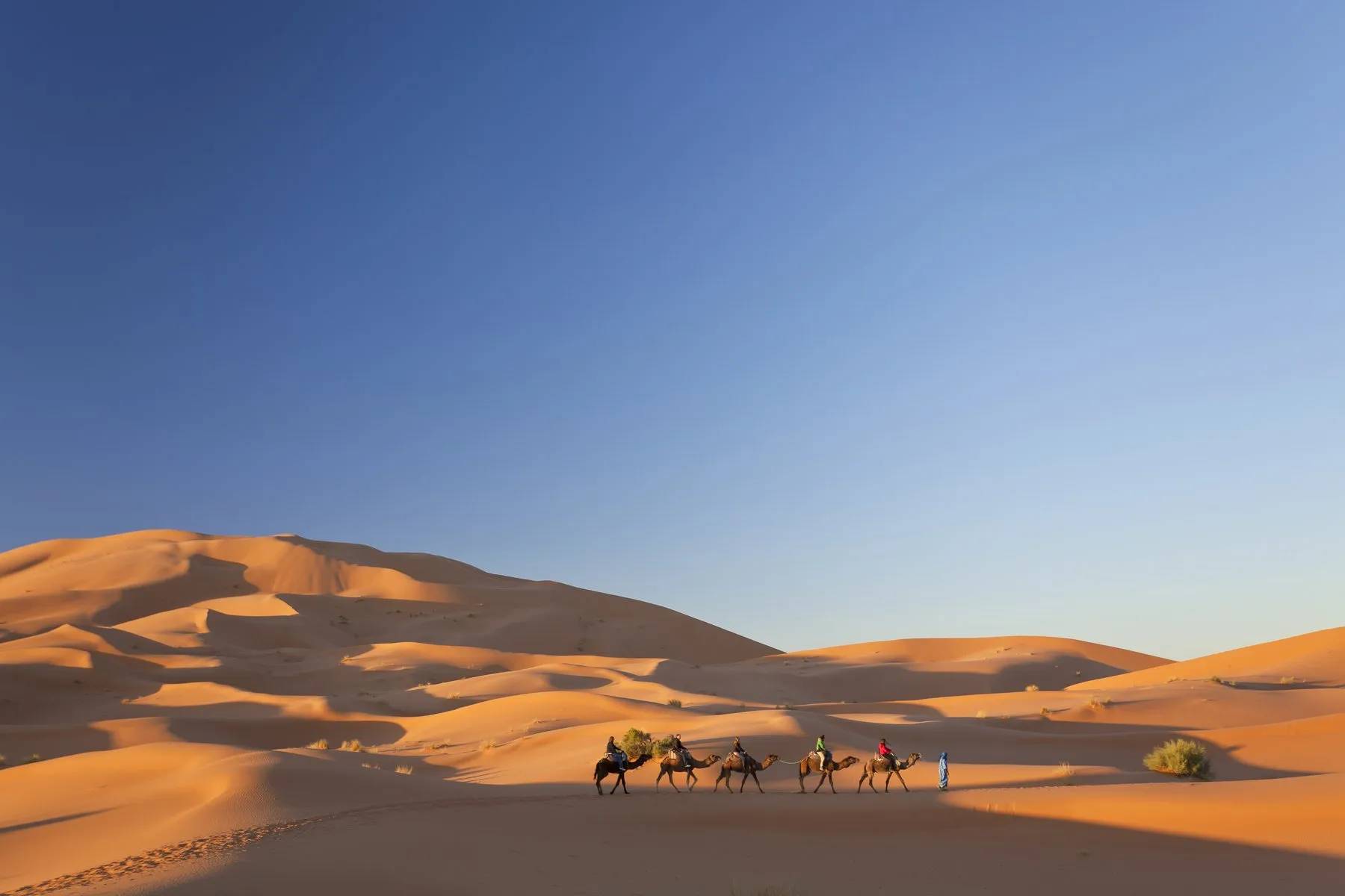 Camel train, Sahara